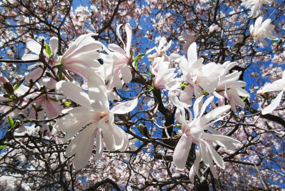 Boston_Mt_Auburn_cemetery_Cambridge_magnolias_blooming_close_up