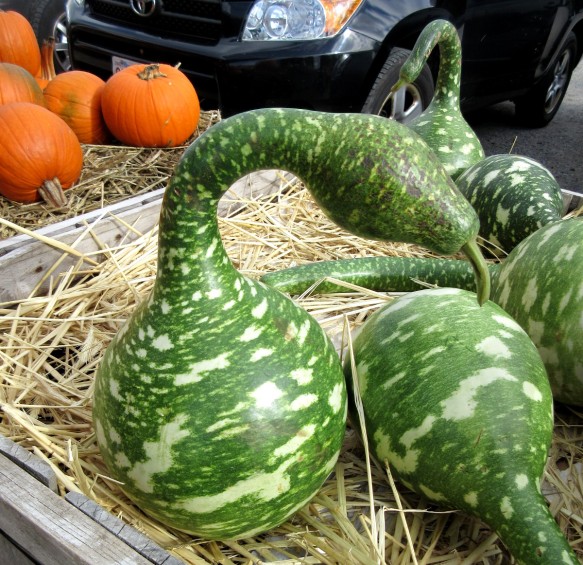 gourd looks like a python at Marini farm  in Ipswich MA